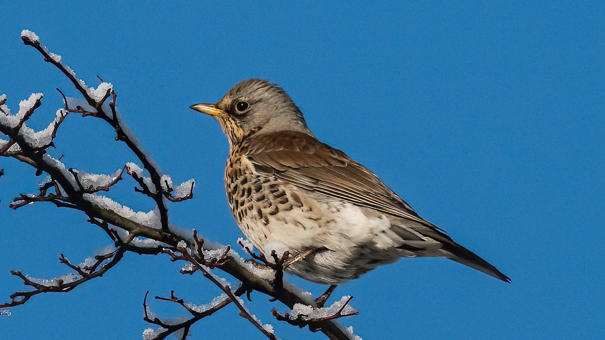 23 Winter Visitor, Fieldfare